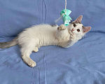 Кошки в Серафиме: Котенок.2 5 месяца, Бесплатно - фото 2