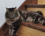 Кошки в Кемерово: Котенок курильский бобтейл Мальчик, 15 000 руб. - фото 2