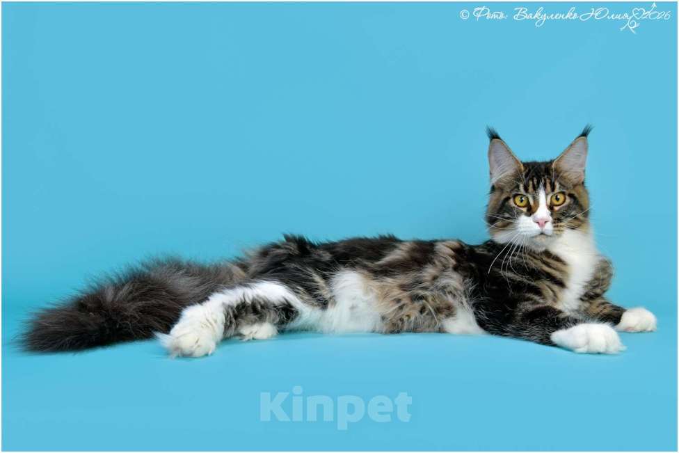 Кошки в Краснодаре: Котенок мейн-кун с шоу темпераментом  Мальчик, 30 000 руб. - фото 2