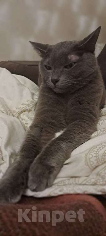 Кошки в Твери: Отдам кота в добрые руки Мальчик, Бесплатно - фото 4