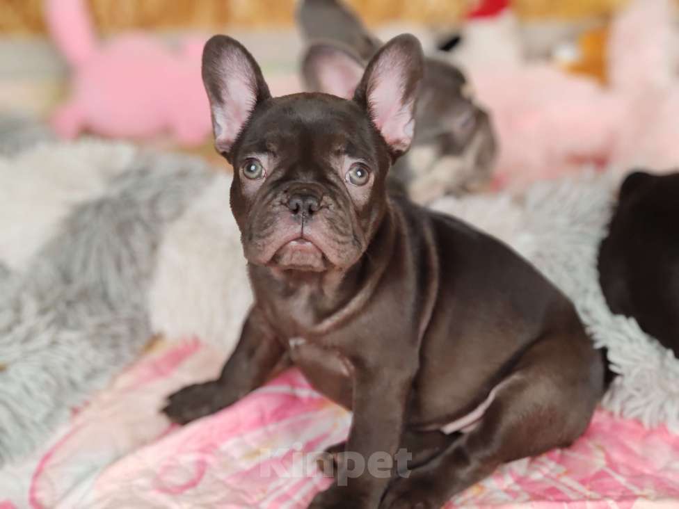 Собаки в Санкт-Петербурге: Шикарная шоколадная девочка  Девочка, 70 000 руб. - фото 3