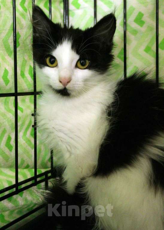 Кошки в Санкт-Петербурге: Маленький, робкий, пушистый котёнок Девочка, Бесплатно - фото 5