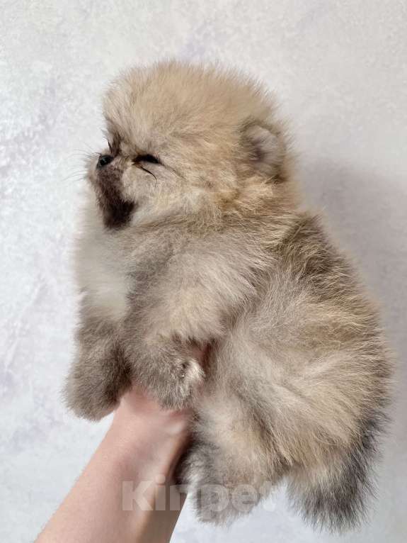 Собаки в Москве: Померанские малыши  Мальчик, 60 000 руб. - фото 5
