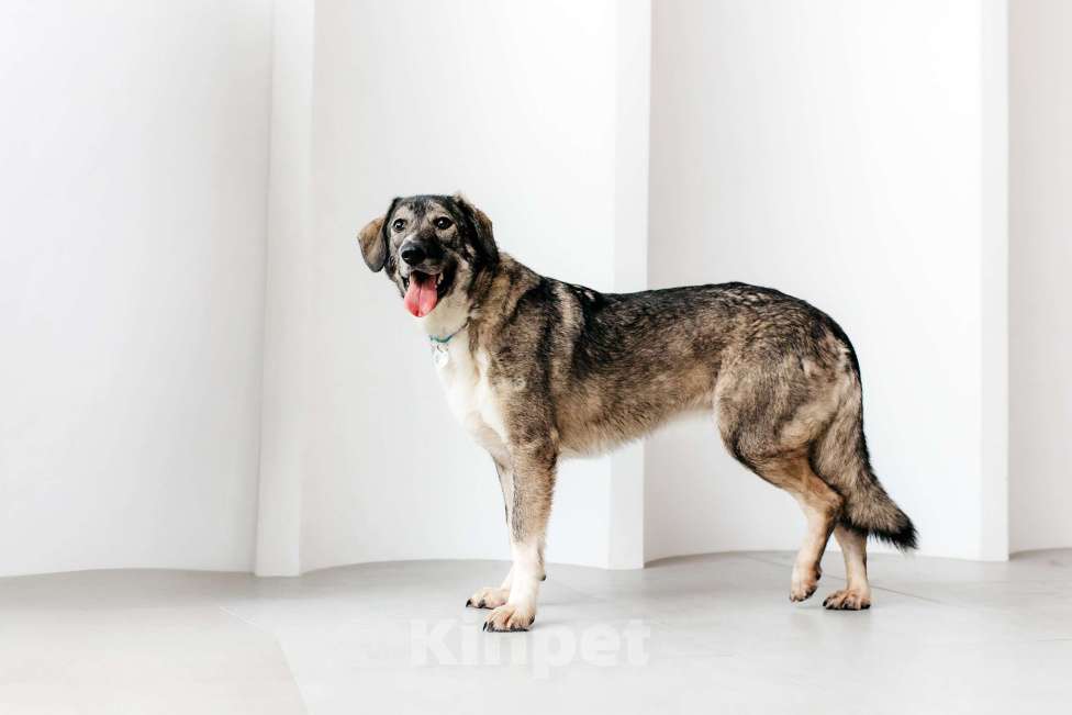 Собаки в Москве: Спокойная и добрая Диона  Девочка, Бесплатно - фото 2