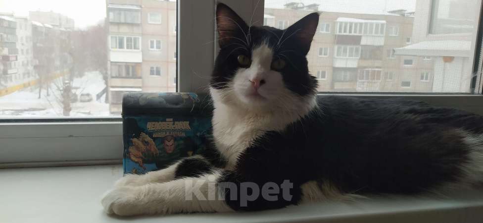 Кошки в Челябинске: Котёнок в добрые руки Мальчик, Бесплатно - фото 2