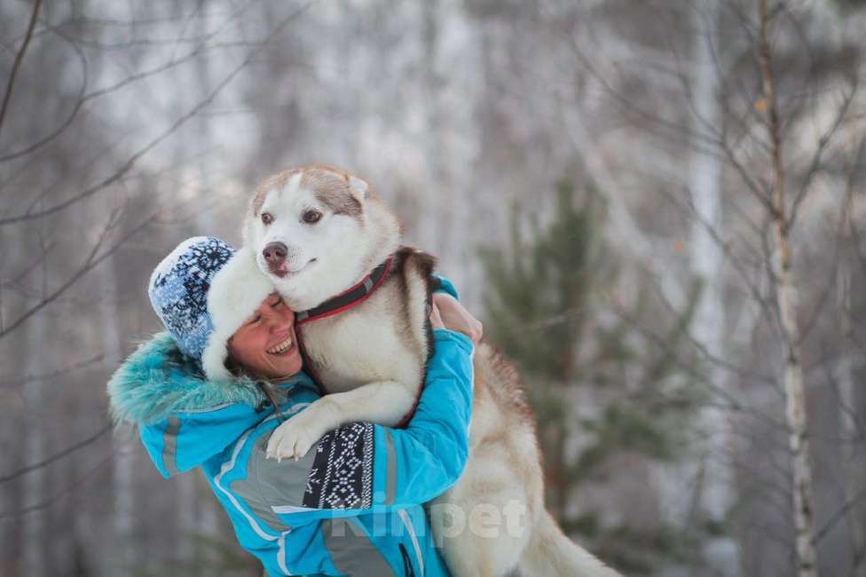 Собаки в Екатеринбурге: Щенки сибирской хаски РКФ Девочка, 45 000 руб. - фото 2