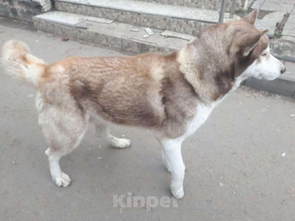 Собаки в Волгограде: Нашли сибирская хаски .  г Волгоград Держинский район.  Мальчик, Бесплатно - фото 8