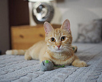 Кошки в Москве: Котенок Сола ищет дом Девочка, Бесплатно - фото 2