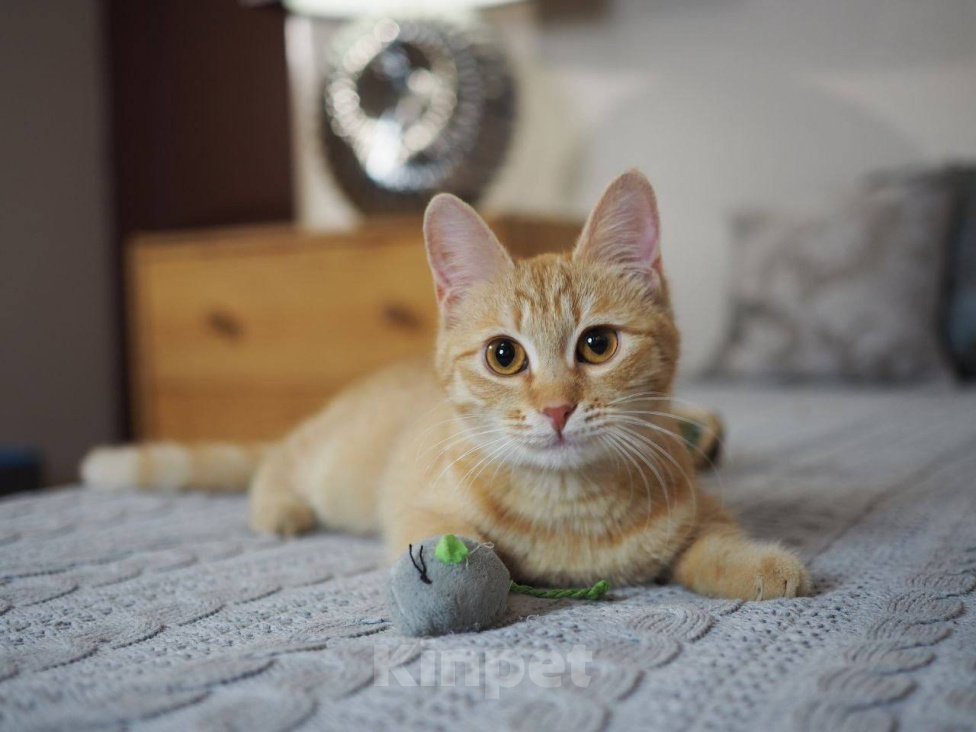Кошки в Москве: Котенок Сола ищет дом Девочка, Бесплатно - фото 2