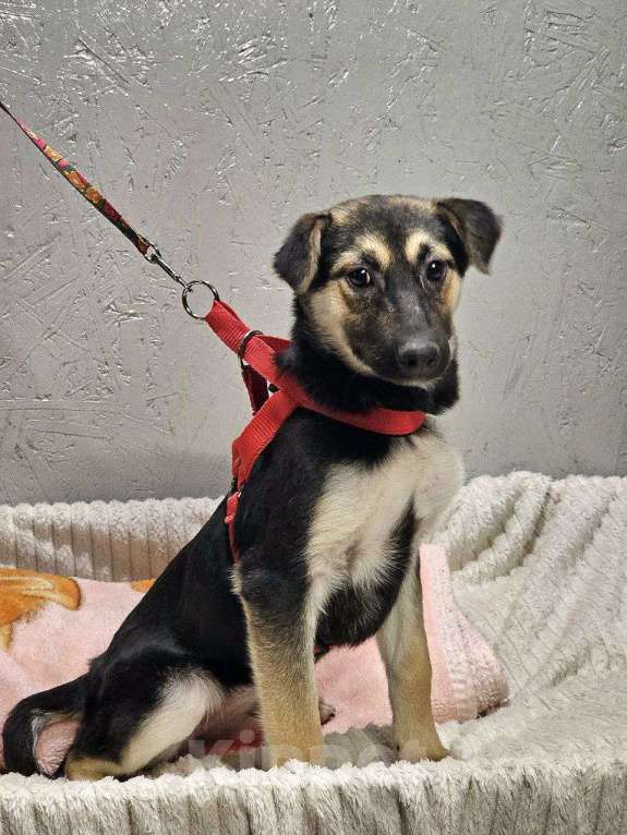 Собаки в Санкт-Петербурге: отдам щенка в в самые лучшие ручки Девочка, Бесплатно - фото 4