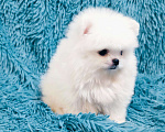 Собаки в Липецке: Белая помераночка тип мишка Девочка, 25 000 руб. - фото 1