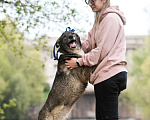 Собаки в Москве: Агата Девочка, Бесплатно - фото 3