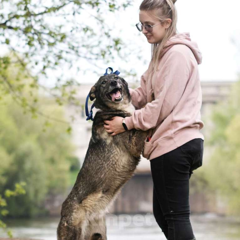 Собаки в Москве: Агата Девочка, Бесплатно - фото 3