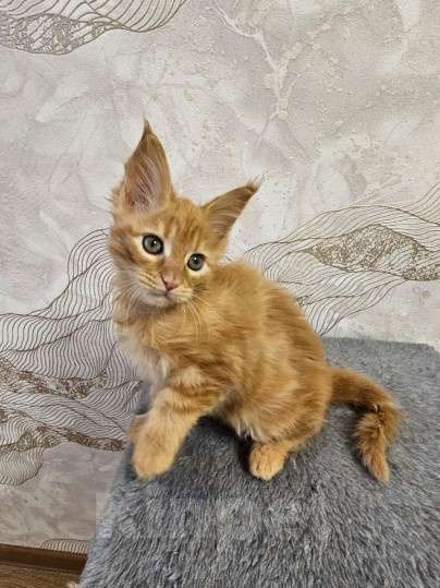 Кошки в Калуге: Котята породы Мейн-кун Мальчик, 25 000 руб. - фото 1