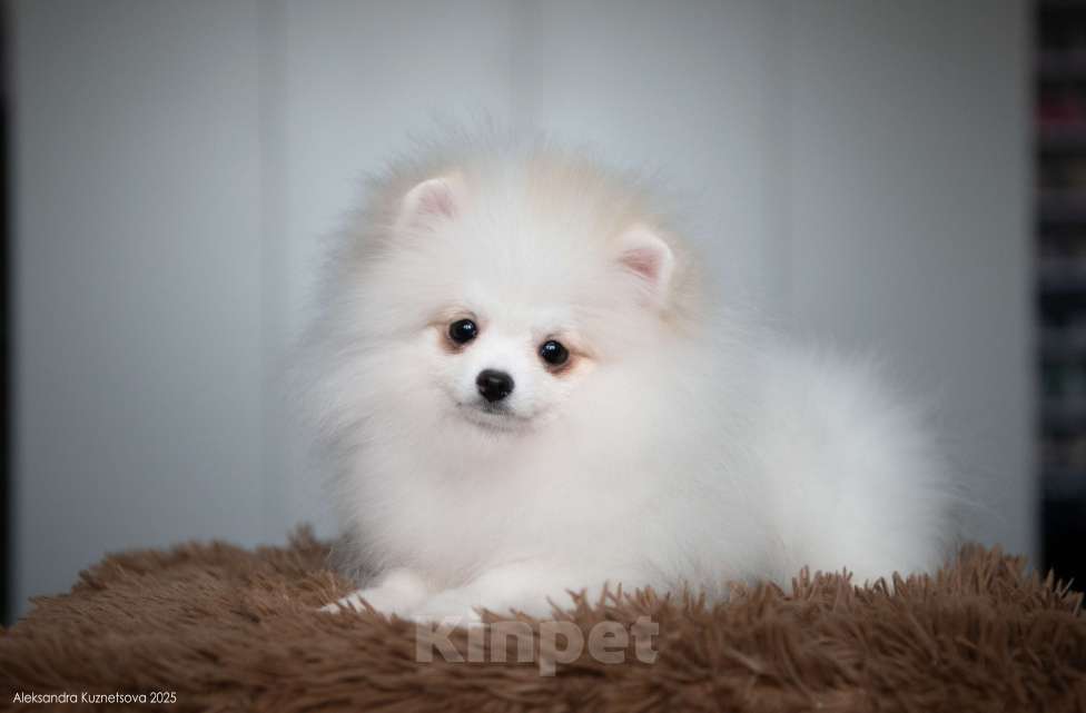 Собаки в Челябинске: Померанский шпиц девочка Девочка, Бесплатно - фото 2
