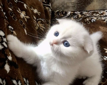 Шотландский вислоухий мальчик