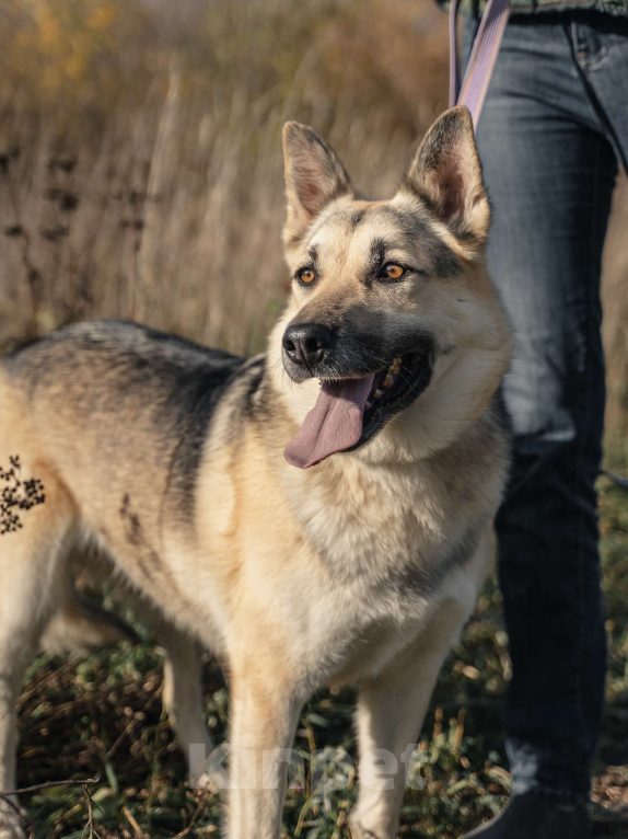 Собаки в Москве: Дрессированная овчарка в дар Девочка, Бесплатно - фото 3
