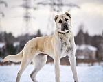 Собаки в Москве: Снаружи большой кангал, внутри маленькая лапочка Девочка, Бесплатно - фото 4