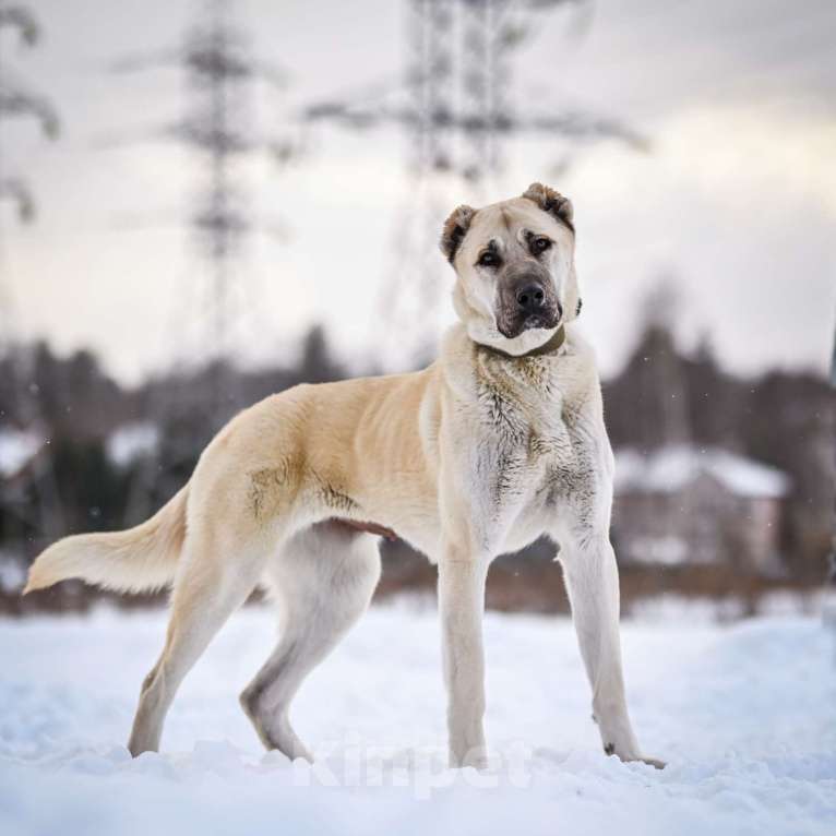 Собаки в Москве: Снаружи большой кангал, внутри маленькая лапочка Девочка, Бесплатно - фото 4