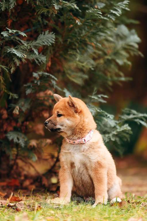 Собаки в Москве: Щенок девочка Сиба-ину ласковая и нежная Девочка, 65 000 руб. - фото 6