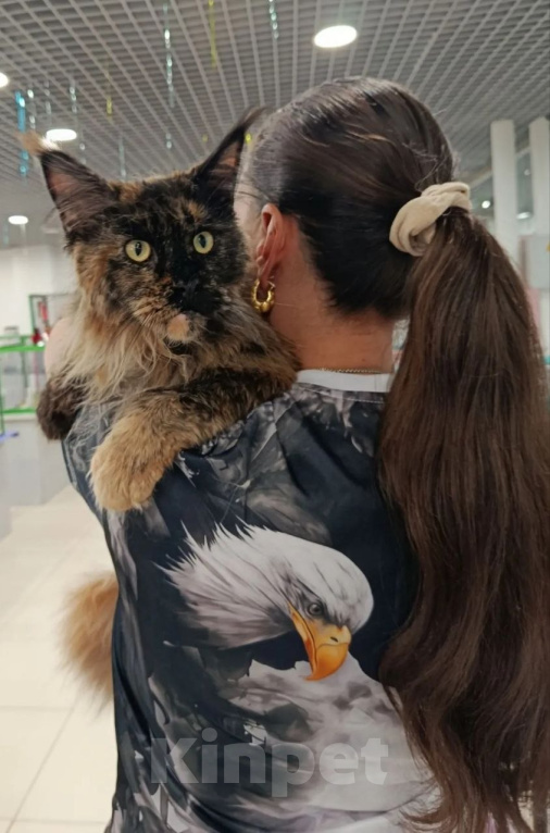 Кошки в Москве: Мейн-кун кошка Девочка, 40 000 руб. - фото 1