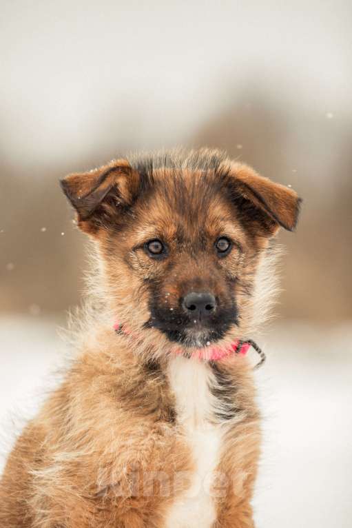 Собаки в других городах Московской области: Щенок в добрые руки Девочка, Бесплатно - фото 8