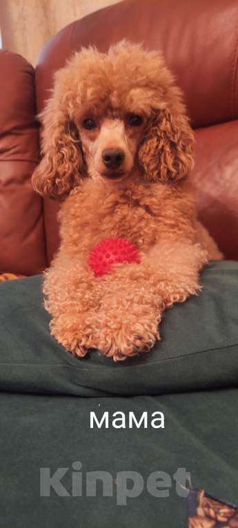 Собаки в Екатеринбурге: Щенки Той пуделя ред браун разнополве Разнополые, 70 000 руб. - фото 7