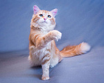 Кошки в Москве: Восхитительный кот Рыжик в добрые руки Мальчик, 10 руб. - фото 8