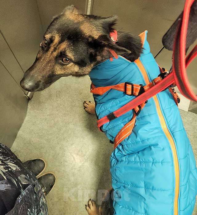 Собаки в Москве: Молодая собака Вита, немецкая овчарка ищет дом Девочка, 10 руб. - фото 6