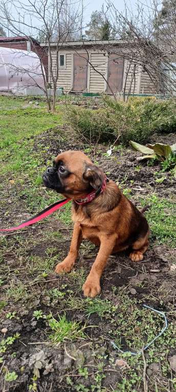 Собаки в Санкт-Петербурге: Подросток мальчик Мальчик, Бесплатно - фото 3