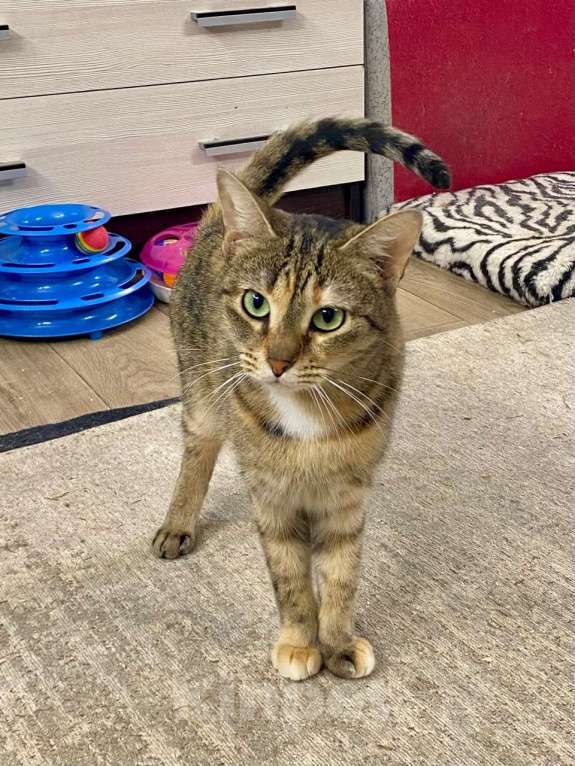 Кошки в Санкт-Петербурге: Кошка в добрые руки Девочка, Бесплатно - фото 2