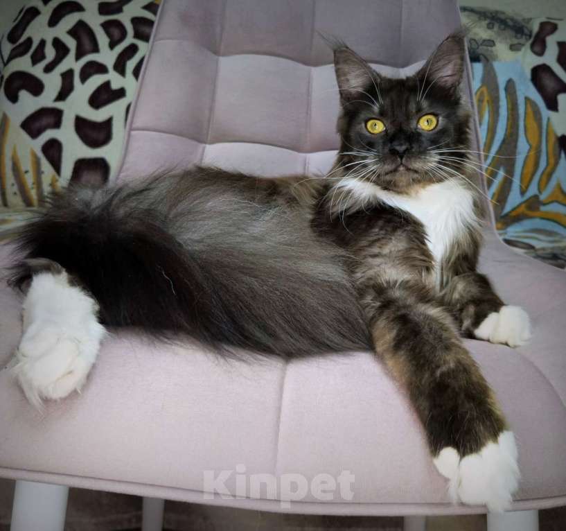 Кошки в Санкт-Петербурге: Котик черный дым с белым  Мальчик, 35 000 руб. - фото 1