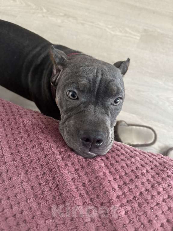 Собаки в Волгограде: Американская булли девочка Девочка, 36 000 руб. - фото 2