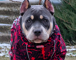 Собаки в Санкт-Петербурге: Американский булли  Девочка, 100 000 руб. - фото 1