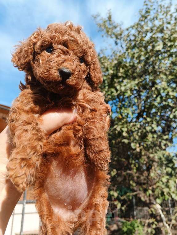 Собаки в Москве: Той пудель девочка РКФ. Девочка, 150 000 руб. - фото 4