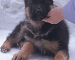 Собаки в Санкт-Петербурге: Шикарные щенки немецкой овчарки Девочка, 50 000 руб. - фото 3