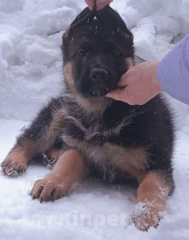 Собаки в Санкт-Петербурге: Шикарные щенки немецкой овчарки Девочка, 50 000 руб. - фото 3