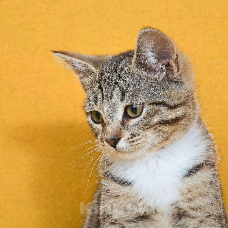 Кошки в других городах Московской области: Шурик - котенок-созерцатель Мальчик, Бесплатно - фото 10