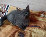 Кошки в Краснодаре: Котята в добрые руки Мальчик, Бесплатно - фото 7
