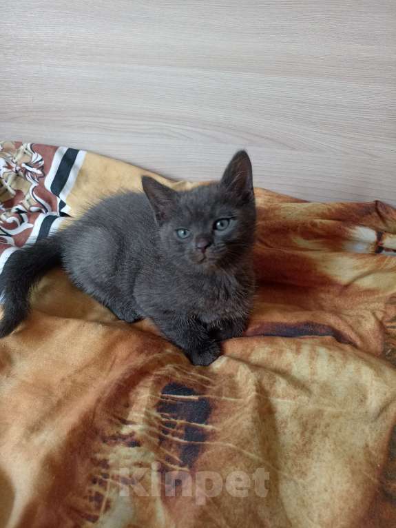 Кошки в Краснодаре: Котята в добрые руки Мальчик, Бесплатно - фото 7