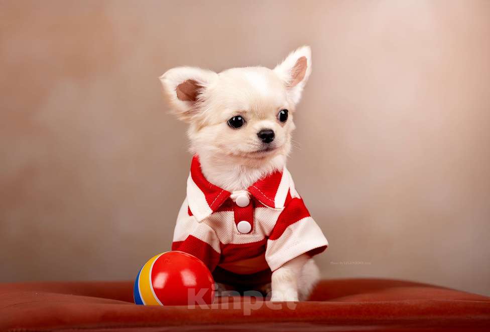 Собаки в Рязани: Щенок чихуахуа предлагается Мальчик, 50 000 руб. - фото 2