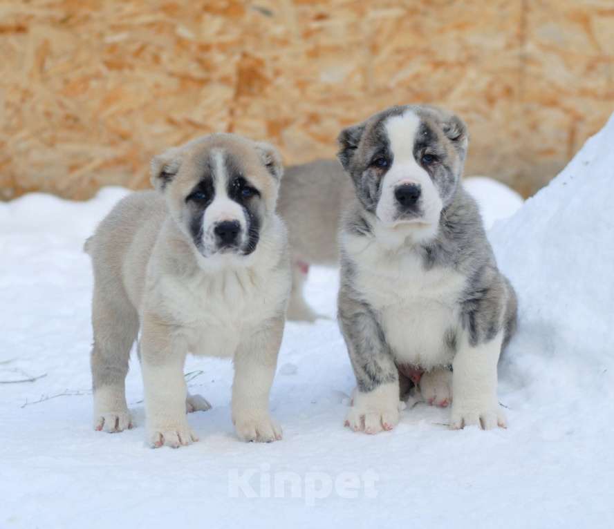 Собаки в Саратове:  щенк САО, алабай Мальчик, Бесплатно - фото 3