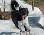 Собаки в Москве: Щенок подросток 10 месяцев Лана в добрые руки Девочка, Бесплатно - фото 1