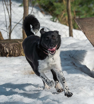 Щенок подросток 10 месяцев Лана в добрые руки