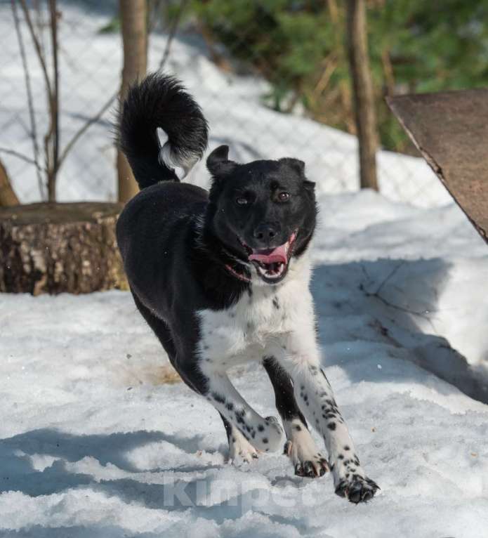 Собаки в Москве: Щенок подросток 10 месяцев Лана в добрые руки Девочка, Бесплатно - фото 1