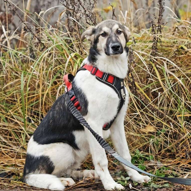 Собаки в Москве: Меня зовут Том и я ищу семью, где буду любим и счастлив Мальчик, 10 руб. - фото 8