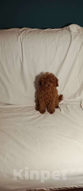 Собаки в Москве: Девочка той пудель ред браун Девочка, Бесплатно - фото 5