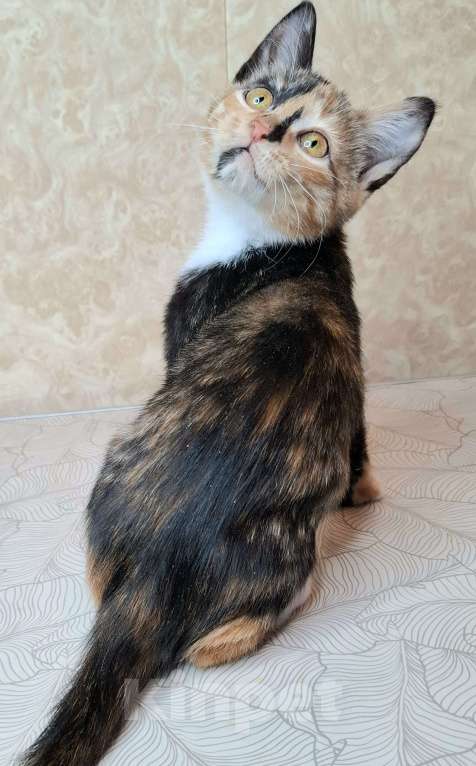Кошки в Москве: Котёнок с интересным окрасом в добрые руки  Девочка, Бесплатно - фото 8
