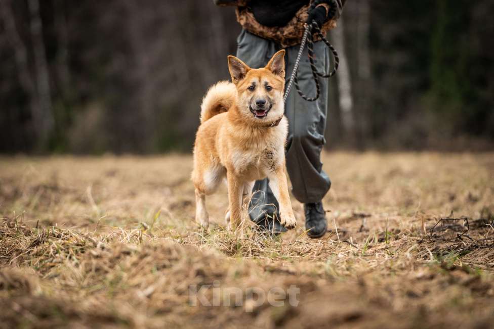 Собаки в Клине: Хеди — настоящая искорка счастья Девочка, Бесплатно - фото 5