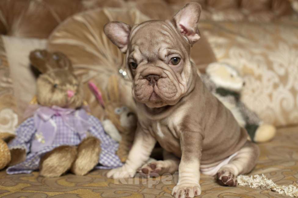 Собаки в Москве: Французский бульдог, щенок Девочка, 70 000 руб. - фото 9